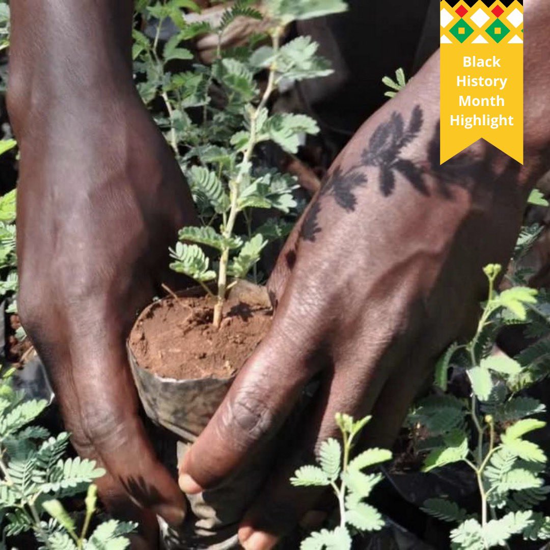 We are proud of the positive impact of our crews have on Black & African communities internationally. ‘Soil & Ecosystem Regeneration‘ project, initiated in January 2023, achieved reforestation with 14,000 trees (mortality rate <1%). #GreenBlackHistory #BlackHistoryMonth