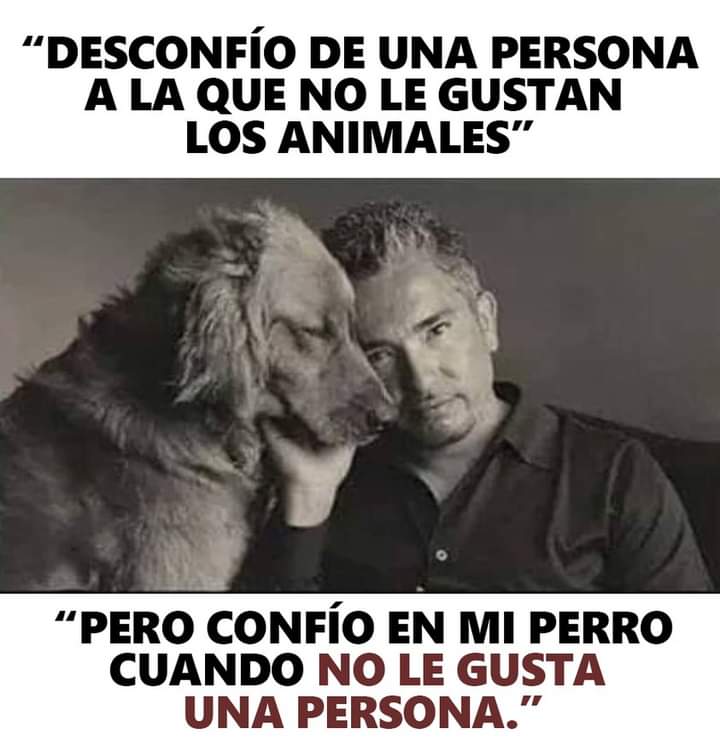 GRamirezF_D12's tweet photo. Buenas noches 🐾🐶❤️ https://t.co/2p8k0zavmo
