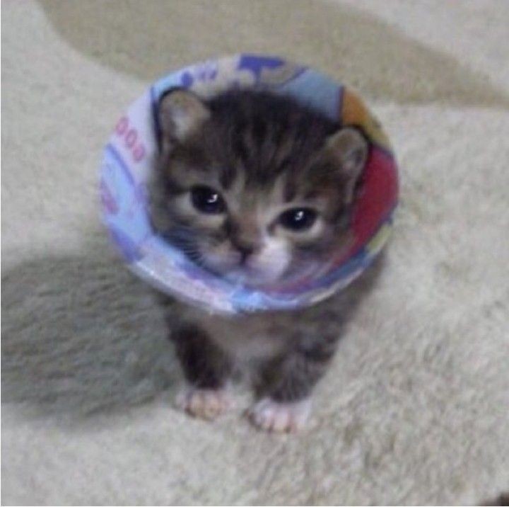 Catsillyness's tweet photo. Hi https://t.co/uPYOx0qqWE