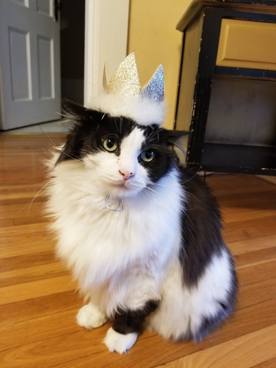 minmothecat's tweet photo. king of da world.... https://t.co/O7ByTdQvop