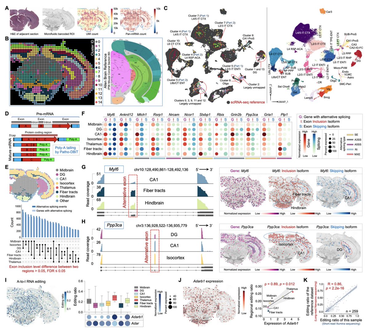 we mapped alternative splicing over the entire hemisphere of mouse brain (FFPE) and discovered a lot of region-specific isoforms :)