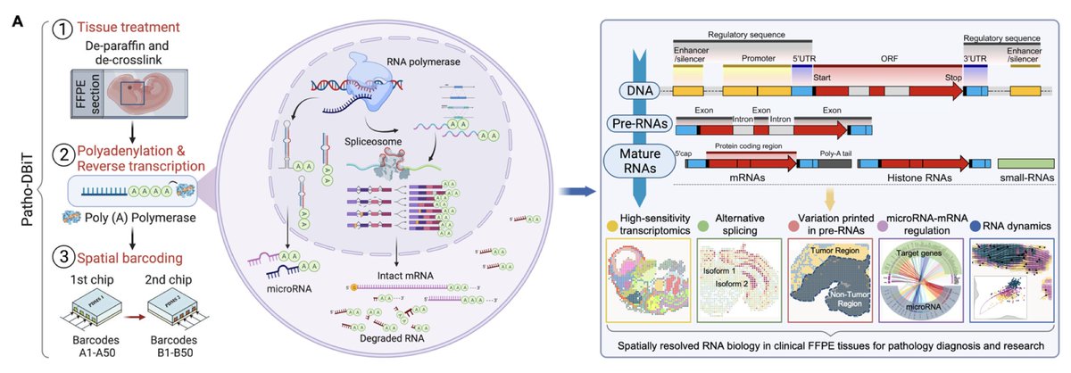 Patho-DBiT allows for spatially exploring a wide range of rich RNA biology (alternative splicing isoform, SNV mutation, non-coding RNAs, microRNAs, RNA dynamics, etc) with superior sensitivity from clinical archival FFPE tissue samples!!!