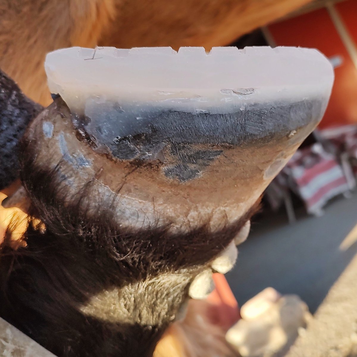 markhorparkour's tweet photo. Pinned post! I'm Rachel and I do hoof trimming and composite material horseshoeing in northern New Mexico. I'm also starting a mustang named Soleil! ☀️🌻 https://t.co/5ZwDUScd0M