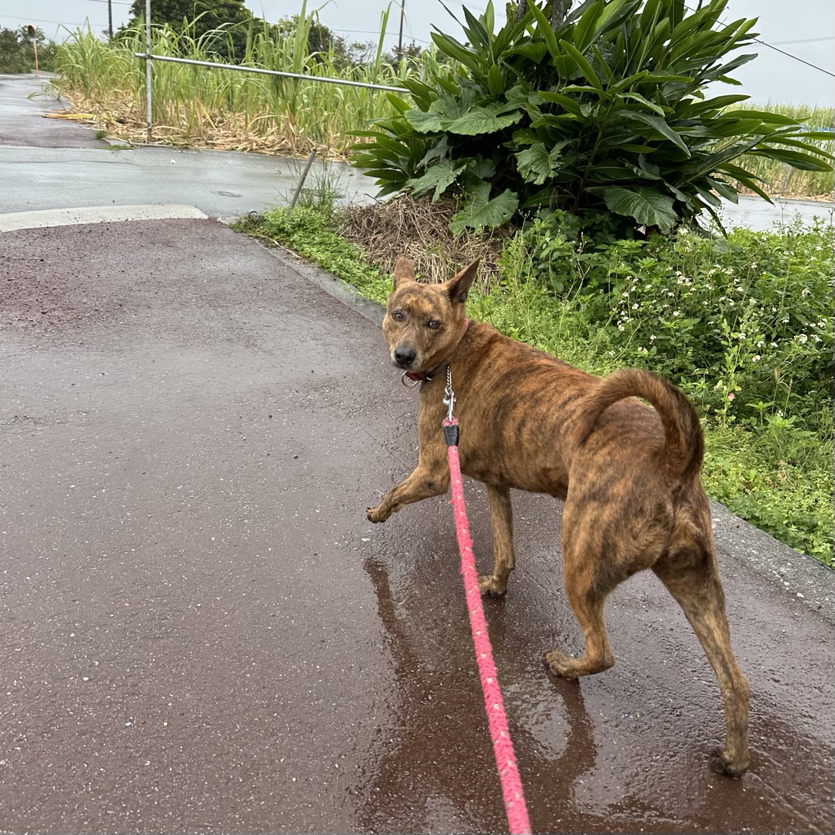 Shihou_kamisuki's tweet photo. #今日の空 #琉球犬 https://t.co/ybRIP8NhRY