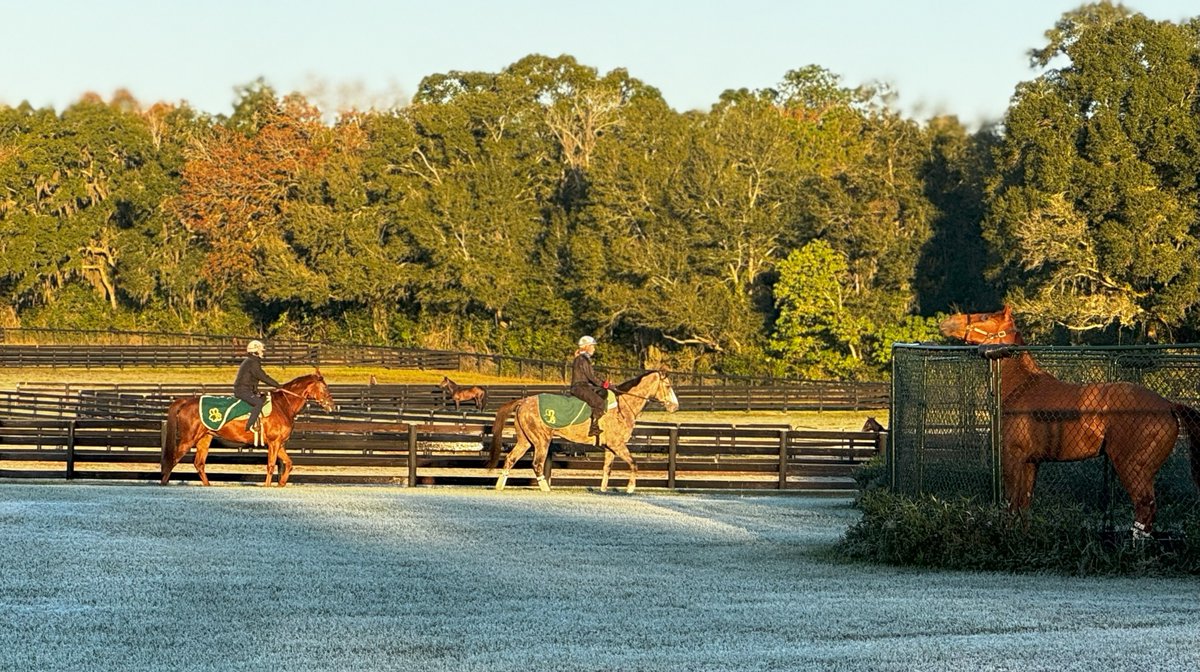 ☘️Morning exercise at NIALL BRENNAN STABLES in Ocala, Florida. The farm has a three-quarter mile dirt track with a padded four-stall starting gate and a six-furlong rolling turf course. 🔗NiallBrennan.com