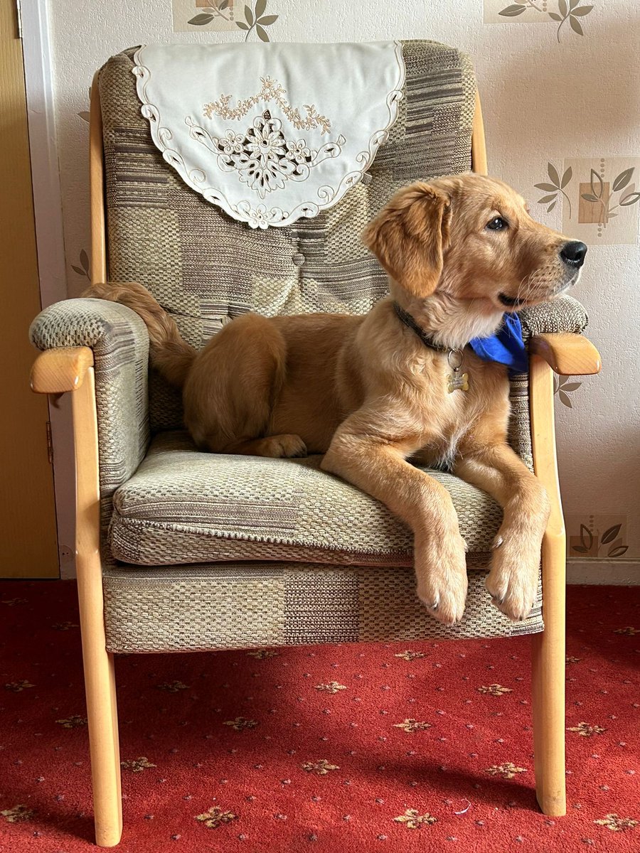 Bailey_BMC's tweet photo. #theapprentice

What about lamb cheesecake? Beef? Chicken? 

Come on!

#goldenretriever #retrievers #scottishgoldenretriever #goldies #dogs #animals #pups #puppies #goldenretrievers 
#scottishgoldenretriever #bailey https://t.co/DpiB9d0Rk7