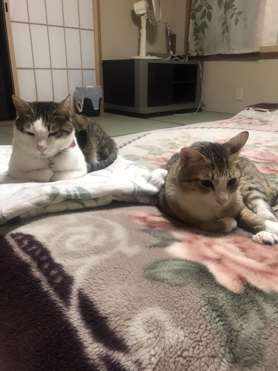 おはようございます

キジ白猫探しています

大切な家族です

拡散と情報お願いいたします

#拡散　#猫　#群馬　#高崎　#前橋　#迷い猫　#金曜　#週末　#連休　#捜索