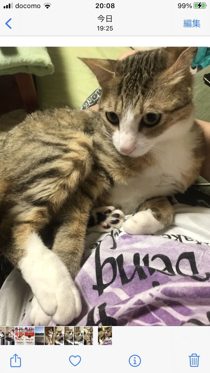fwij0691feb18's tweet photo. おはようございます

キジ白猫探しています

大切な家族です

拡散と情報お願いいたします

#拡散　#猫　#群馬　#高崎　#前橋　#迷い猫　#金曜　#週末　#連休　#捜索 https://t.co/ZthnM95rE6