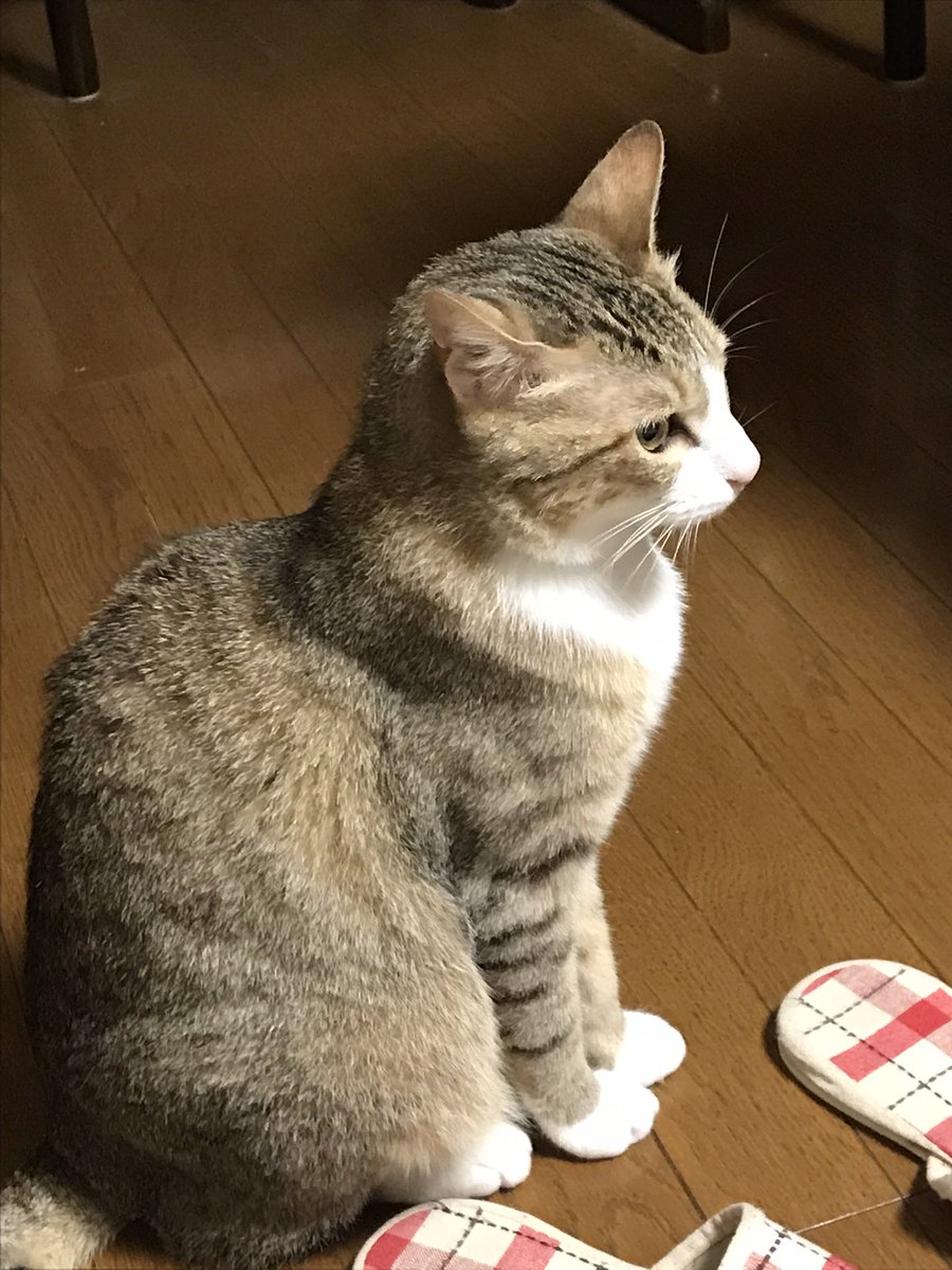 fwij0691feb18's tweet photo. おはようございます

キジ白猫探しています

大切な家族です

拡散と情報お願いいたします

#拡散　#猫　#群馬　#高崎　#前橋　#迷い猫　#金曜　#週末　#連休　#捜索 https://t.co/ZthnM95rE6