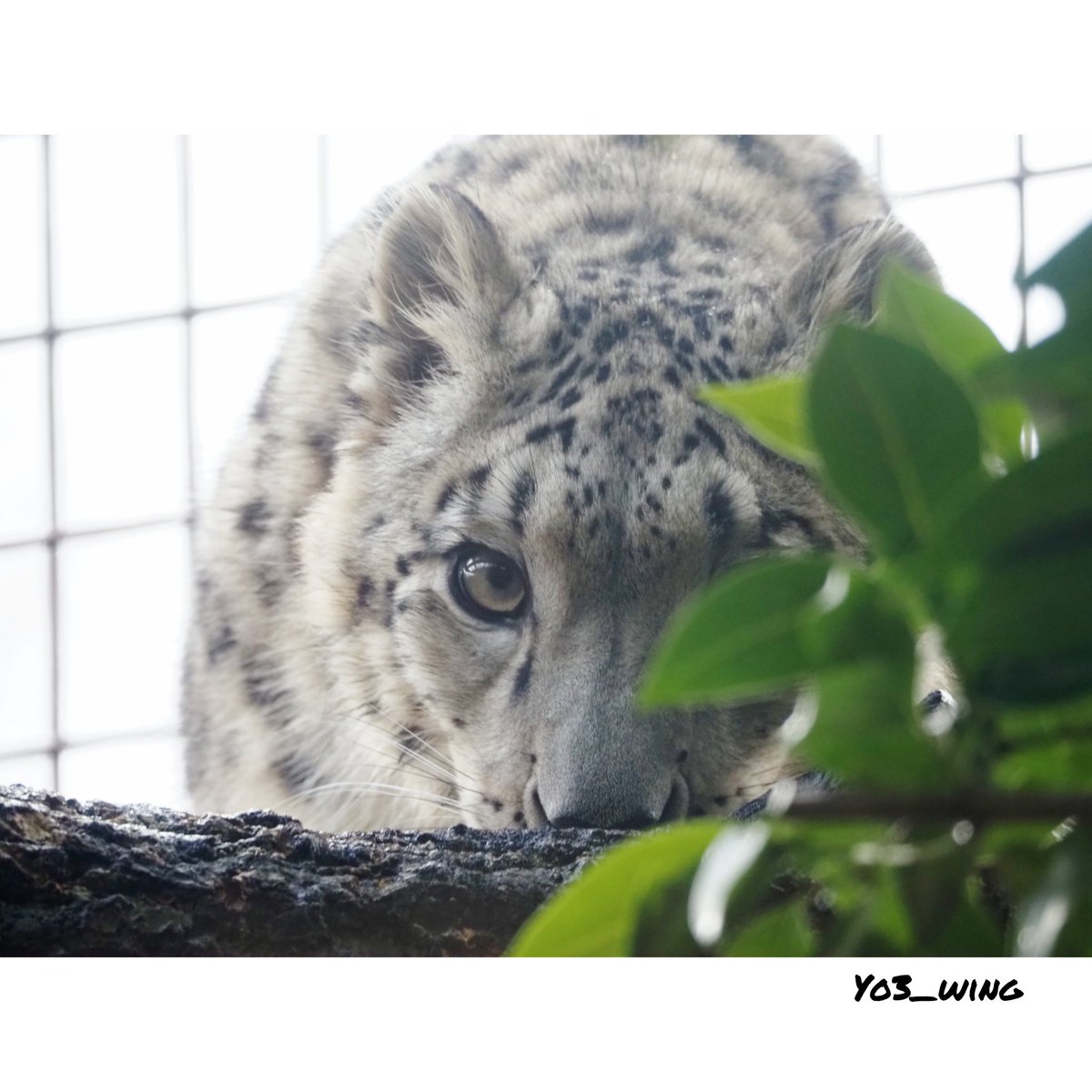 yo3_wing's tweet photo. ヒメルちゃんでおはようございます🐾　
Have a nice day✨　

#いしかわ動物園 
#ユキヒョウ 
#snowleopard https://t.co/X9wDSlibwo