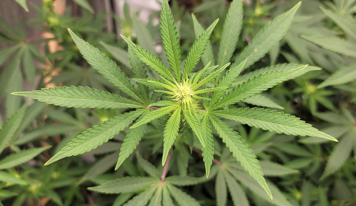 Two-Thirds Of Pennsylvania Voters Support #Marijuana Legalization, New Poll Finds As Lawmakers Plan #Cannabis Hearing Next Week - Marijuana Moment bit.ly/496yp7Q 

#CannabisCommunity #PA
