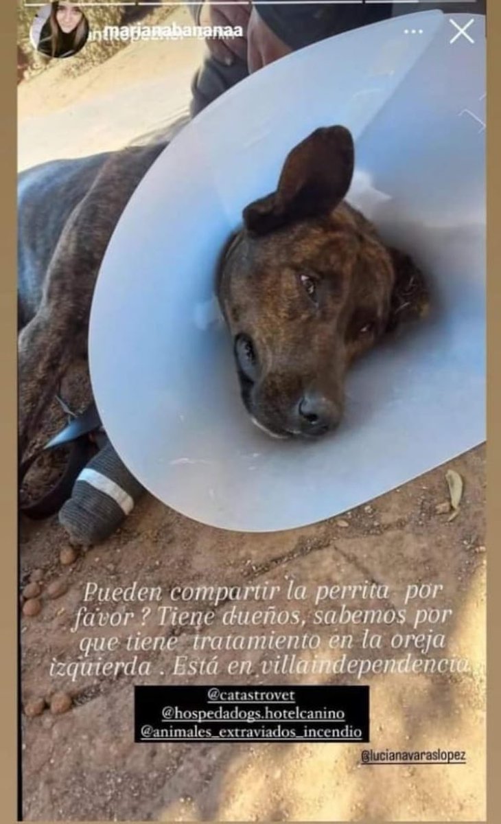 Busca sus tutores ! #MascotasIncendio