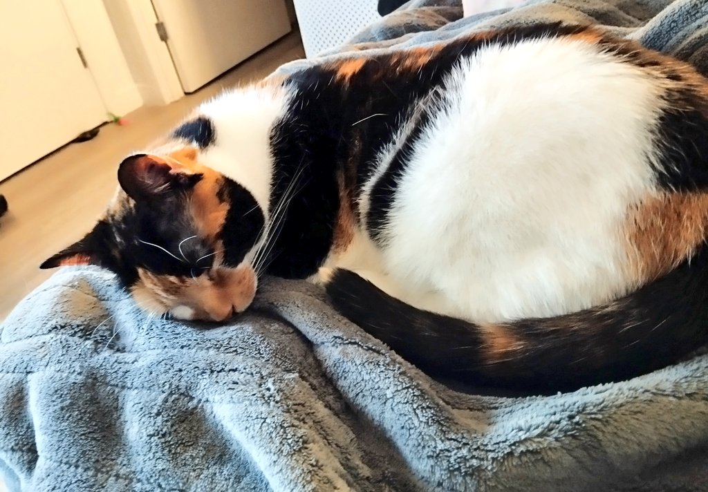 JustAiryThings's tweet image. Sleepy little goof ❤️
#CatsOfTwitter #sleepycats #AdoptDontShop