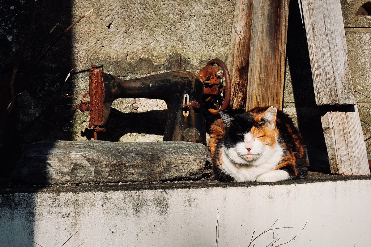 rep1ay's tweet photo. 古ミシン の、ねこ。
#ねこ #のねこ #のら #そとねこ #猫 #cat #古ミシン #oldmachine https://t.co/GNADmZZ5dV