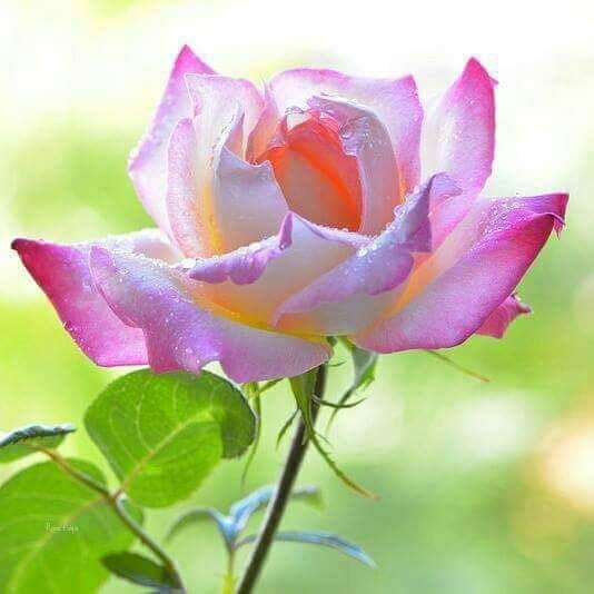 Людмила (@pechagina59) on Twitter photo 