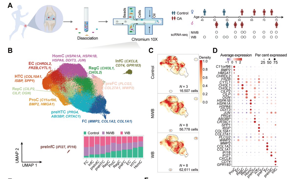 eular_ARD's tweet photo. 🔍 New study identifies critical cell populations in knee osteoarthritis, offering insights for targeted therapies 🎯. 
A step closer to precision medicine in OA management? 
#Osteoarthritis #Innovation 🔬 🧬📈
📎 https://t.co/XoboucbVpL https://t.co/DBWrbnQ6m9