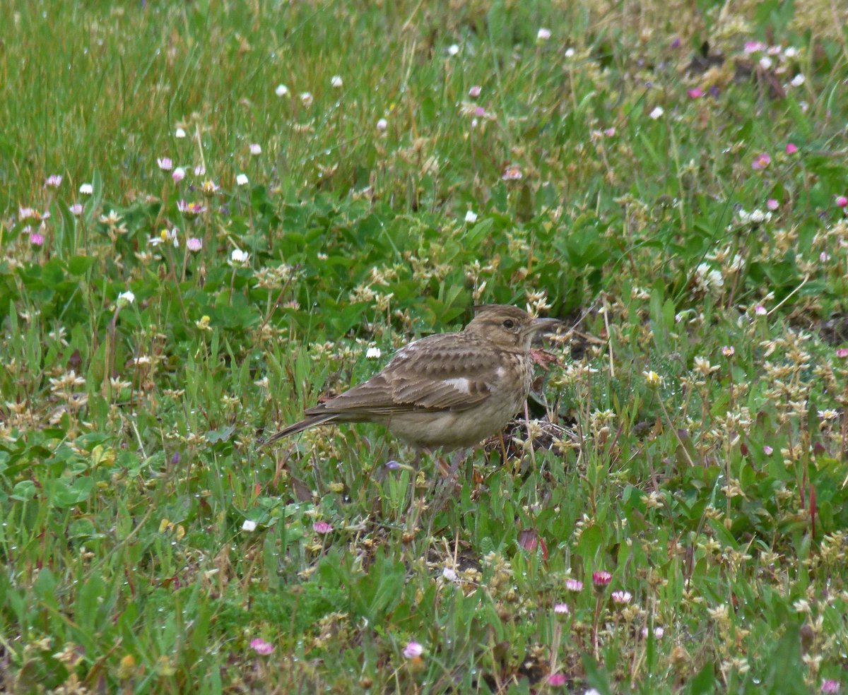 Cotovìa cristada,Verìn.
Galerida cristata.
Ourense.