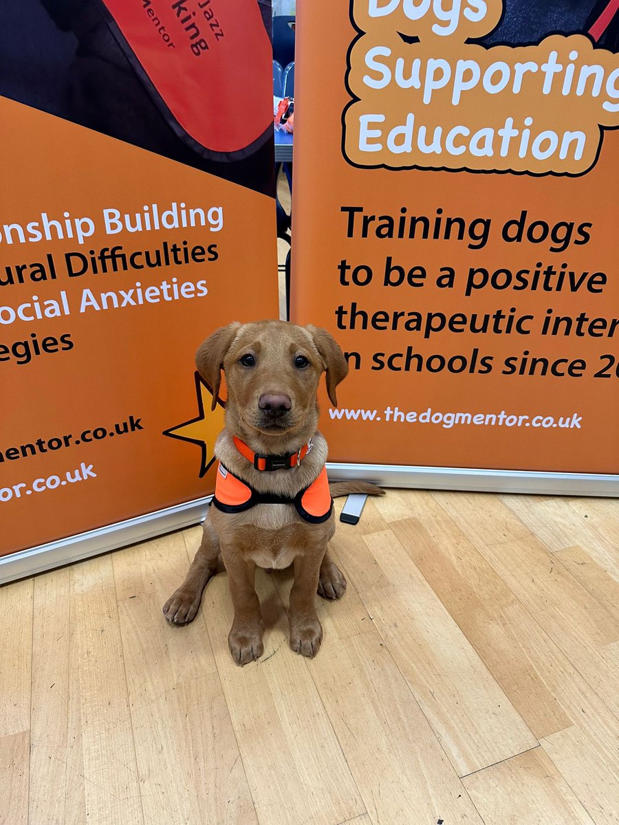 The Dog Mentor tweet media