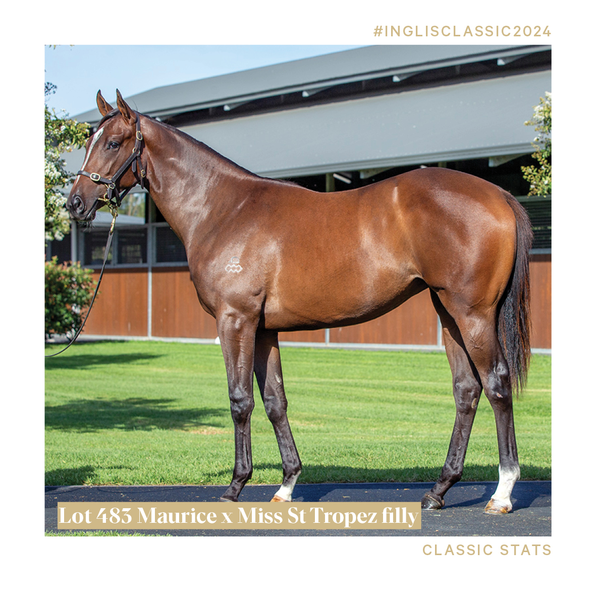 ArrowfieldStud's tweet photo. $10 million+ prizemoney and 13.8% SP/Runners is all the evidence you need that this cross works!
#classicstats #inglisclassic #arrowfield #thearrowfieldadvantage https://t.co/Oi8F8owquP