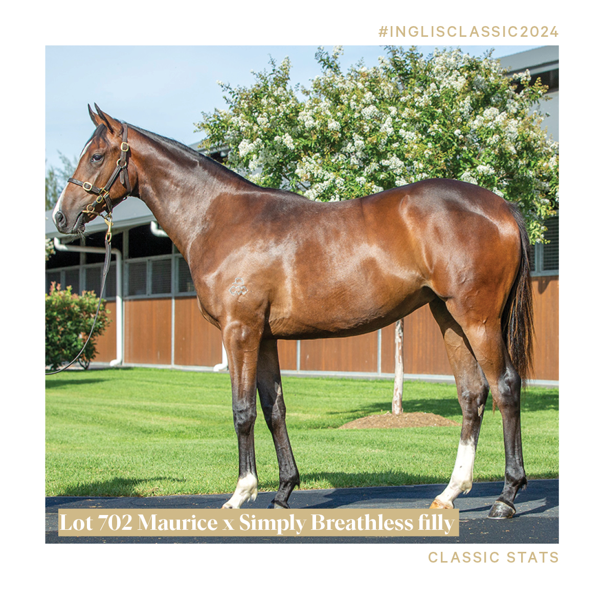 ArrowfieldStud's tweet photo. $10 million+ prizemoney and 13.8% SP/Runners is all the evidence you need that this cross works!
#classicstats #inglisclassic #arrowfield #thearrowfieldadvantage https://t.co/Oi8F8owquP