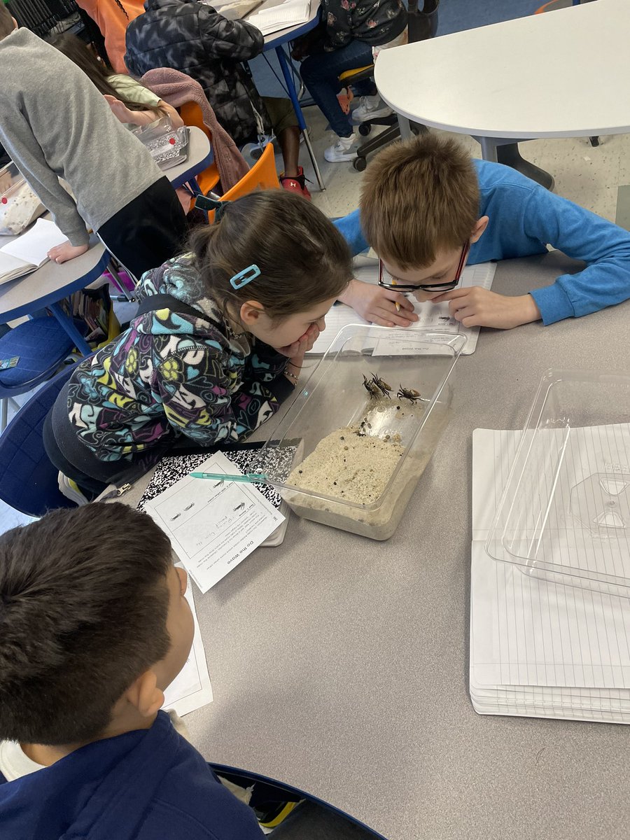 When receivers are not present, communication is not possible.
Students plan and carry out an investigation into the components of the fiddler crab communication system.👋🦀
<a href="/SmithsonianScie/">Smithsonian Science Education Center (SSEC)</a> <a href="/CarolinaBio/">Carolina Biological</a> <a href="/hollylynn48/">Holly Baldwin</a>
