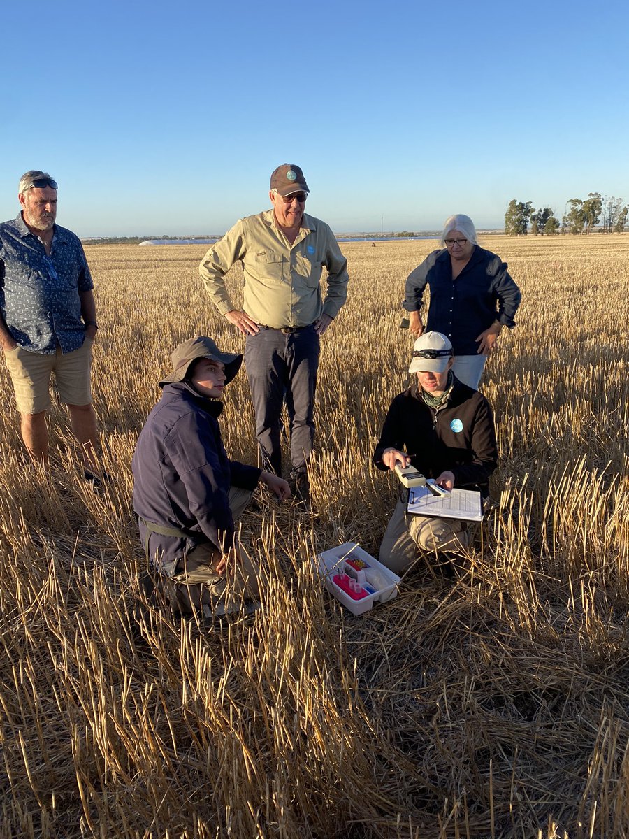 An interesting morning seeing how the @CSIRO team collect mouse data on the Adelaide plains. @MouseAlert in his natural habitat