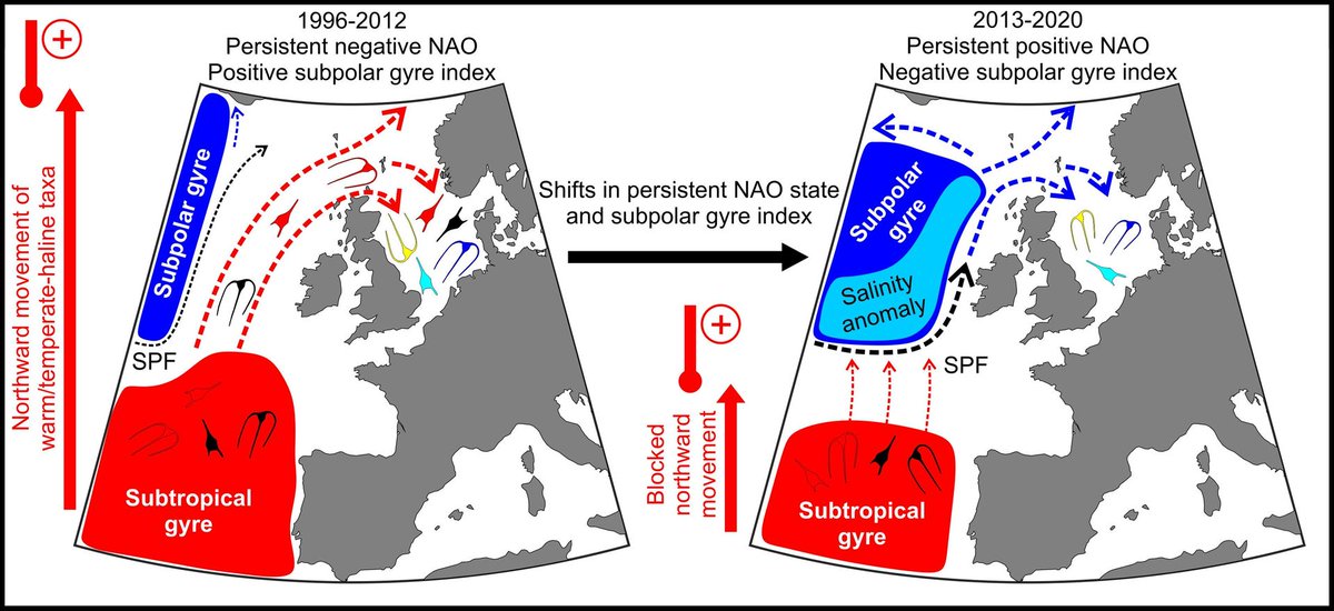 Global Change Biology (@globalchangebio) on Twitter photo || NEW RESEARCH ||
Ocean climate and hydrodynamics drive decadal shifts in Northeast Atlantic dinoflagellates
📄 onlinelibrary.wiley.com/doi/full/10.11… <a href="/LOG_labo/">Laboratoire d’Océanologie et de Géosciences</a> <a href="/CPRSurvey/">The Continuous Plankton Recorder (CPR) Survey</a> <a href="/thembauk/">MBA - Marine Biological Association</a> || NEW RESEARCH ||
Ocean climate and hydrodynamics drive decadal shifts in Northeast Atlantic dinoflagellates
📄 onlinelibrary.wiley.com/doi/full/10.11… <a href="/LOG_labo/">Laboratoire d’Océanologie et de Géosciences</a> <a href="/CPRSurvey/">The Continuous Plankton Recorder (CPR) Survey</a> <a href="/thembauk/">MBA - Marine Biological Association</a>