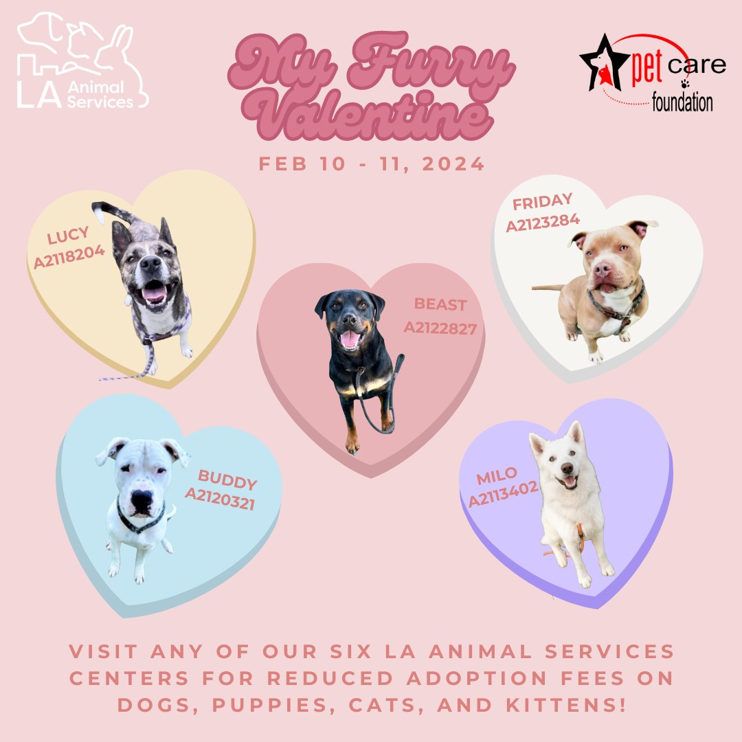 LACityPets's tweet photo. The Pet Care Foundation will sponsor the My Furry Valentine adoption event happening at our six LA Animal Services Centers on February 10 and February 11. Adoption fees for dogs and cats will be reduced. #lacitypets #HumaneLA #adopt #dogsofLA #catsofLA https://t.co/vUr0pgpmGZ