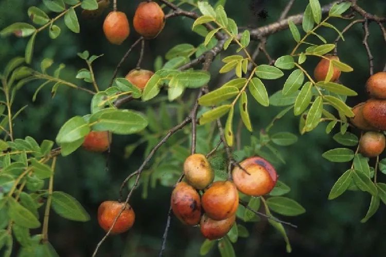 ApproBitCom's tweet photo. COPAIBA essential oil - https://t.co/yI0p0aErIs #analgesic #anti-inflammatory #antifungal #antimicrobial #Antiseptic #astringent #cicatrizing #circulatory #diuretic #essentialoil #expectorant #stimulant https://t.co/T6YjGUtPRG