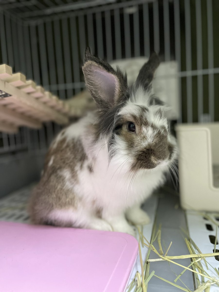 おはよ…可愛い子うさちゃん…
#うさぎ飼いと繋がりたい　#うさぎがいる暮らし　#ライオンラビット