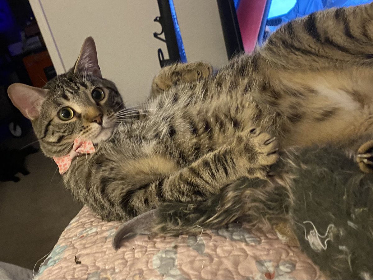 PercyLewiisCat's tweet photo. @Foster_Fluff Cute tabby like me. Hope she won’t be as much of devil like me 😹. She looks to sweet - Percy Lewis https://t.co/oMf1vaeDEt