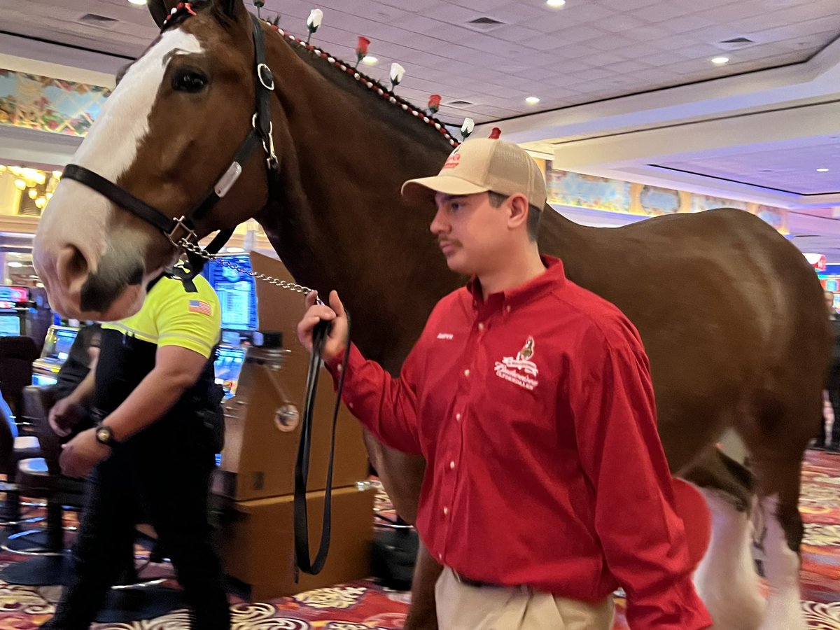 kornerkutter's tweet photo. @LasVegasLocally Was on my way to bowling @southpointlv just now and these lovely animals  graced my presence! https://t.co/XV0mNbVQdw