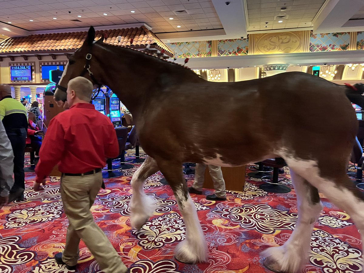 kornerkutter's tweet photo. @LasVegasLocally Was on my way to bowling @southpointlv just now and these lovely animals  graced my presence! https://t.co/XV0mNbVQdw
