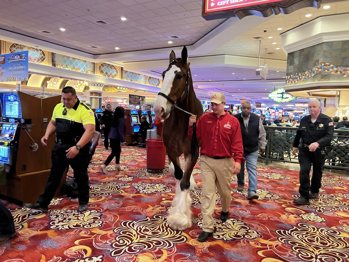 kornerkutter's tweet photo. @LasVegasLocally Was on my way to bowling @southpointlv just now and these lovely animals  graced my presence! https://t.co/XV0mNbVQdw