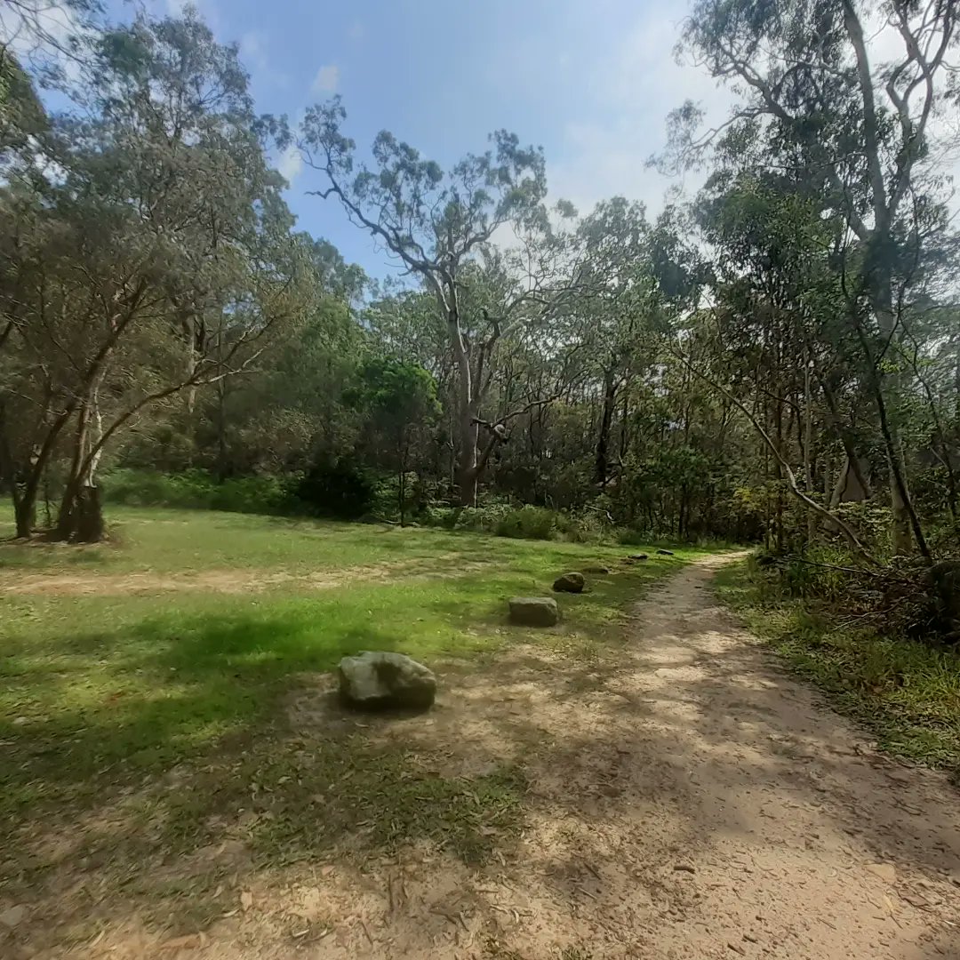 KennedCafe's tweet photo. Not as often as I like, but still managing to enjoy an occasional bushwalk through the precious Oatley Park reserve - and always on the lookout for bird photo opportunities https://t.co/dgi0nYlx5h