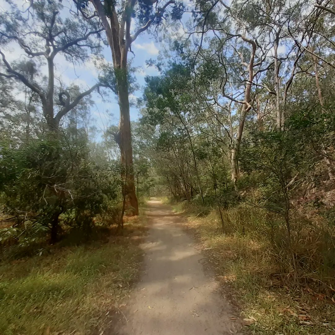 KennedCafe's tweet photo. Not as often as I like, but still managing to enjoy an occasional bushwalk through the precious Oatley Park reserve - and always on the lookout for bird photo opportunities https://t.co/dgi0nYlx5h