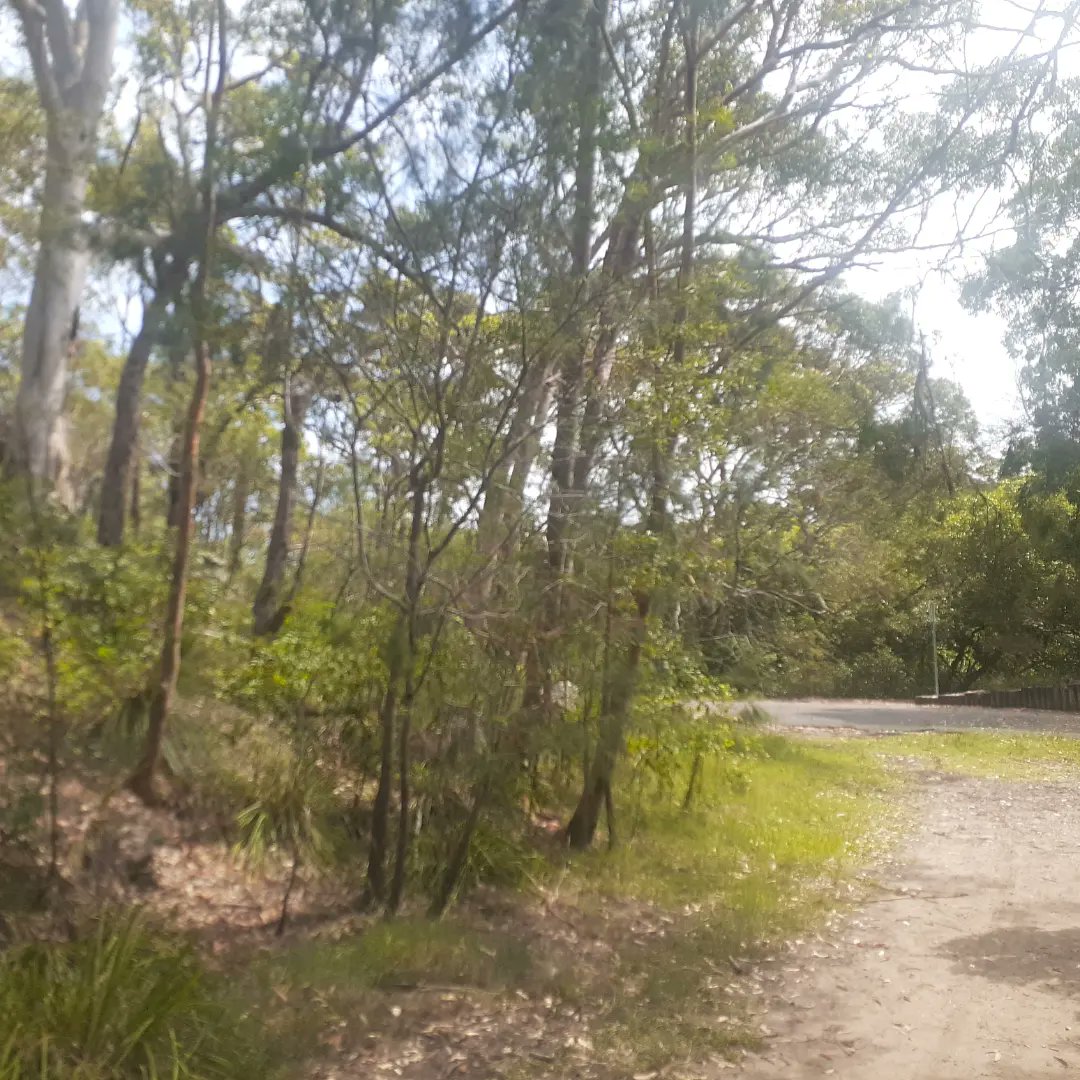 KennedCafe's tweet photo. Not as often as I like, but still managing to enjoy an occasional bushwalk through the precious Oatley Park reserve - and always on the lookout for bird photo opportunities https://t.co/dgi0nYlx5h