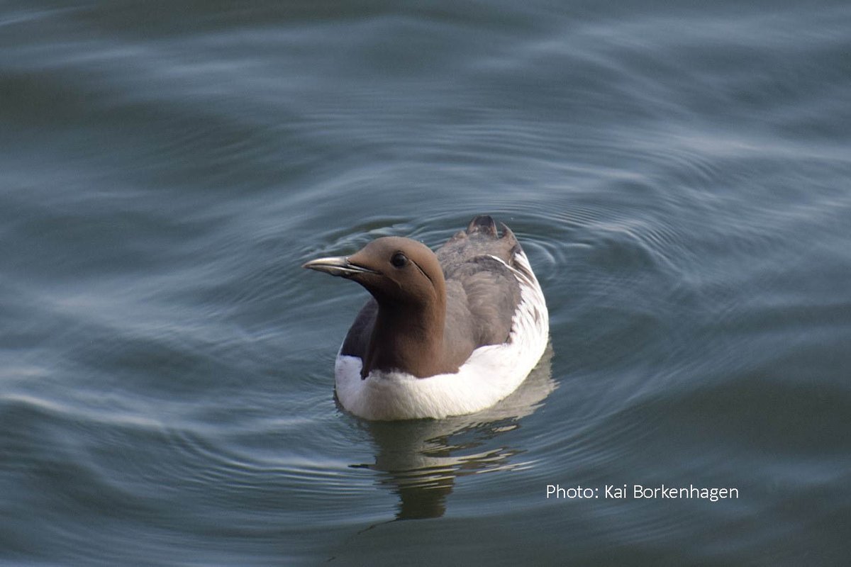 Strong displacement effects indicate potential habitat loss for 68 % of #commonguillemots in the German North Sea due to offshore wind farm development plans until 2045. Peschko, V. et al.
doi.org/10.1007/s10531…
#seabirds #northsea #windenergy #offshorewindfarms