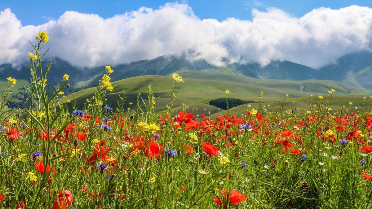 PreventCancerNw's tweet photo. CONSULTATION until Friday, Feb 9th

Canada’s Biodiversity Strategy needs to address pesticides, and human-made electromagnetic radiation  -- additional details about PCN's priorities and to share your comments: https://t.co/GtoMzl33PF https://t.co/BPJNxekt0F