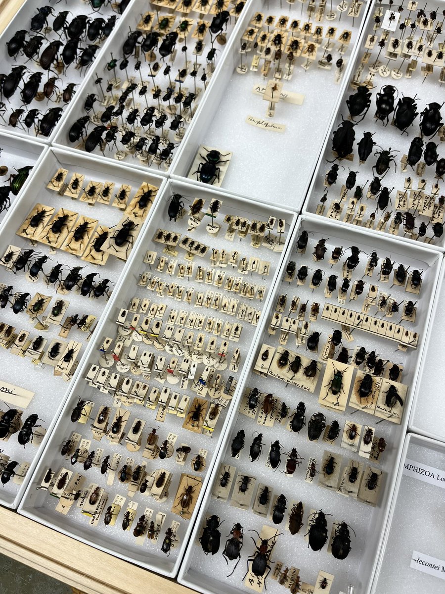 Beulah Garner tweet media