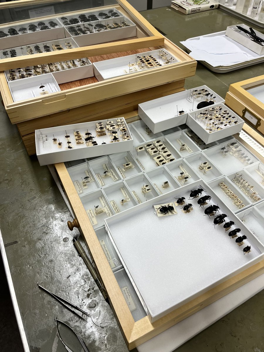 Beulah Garner tweet media