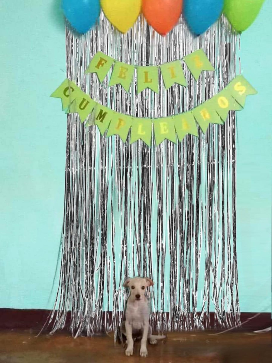 DiloConPerritos's tweet photo. Cuándo te hacen una fiesta sorpresa y no sabes cómo reaccionar. https://t.co/0WiXYHxbKp