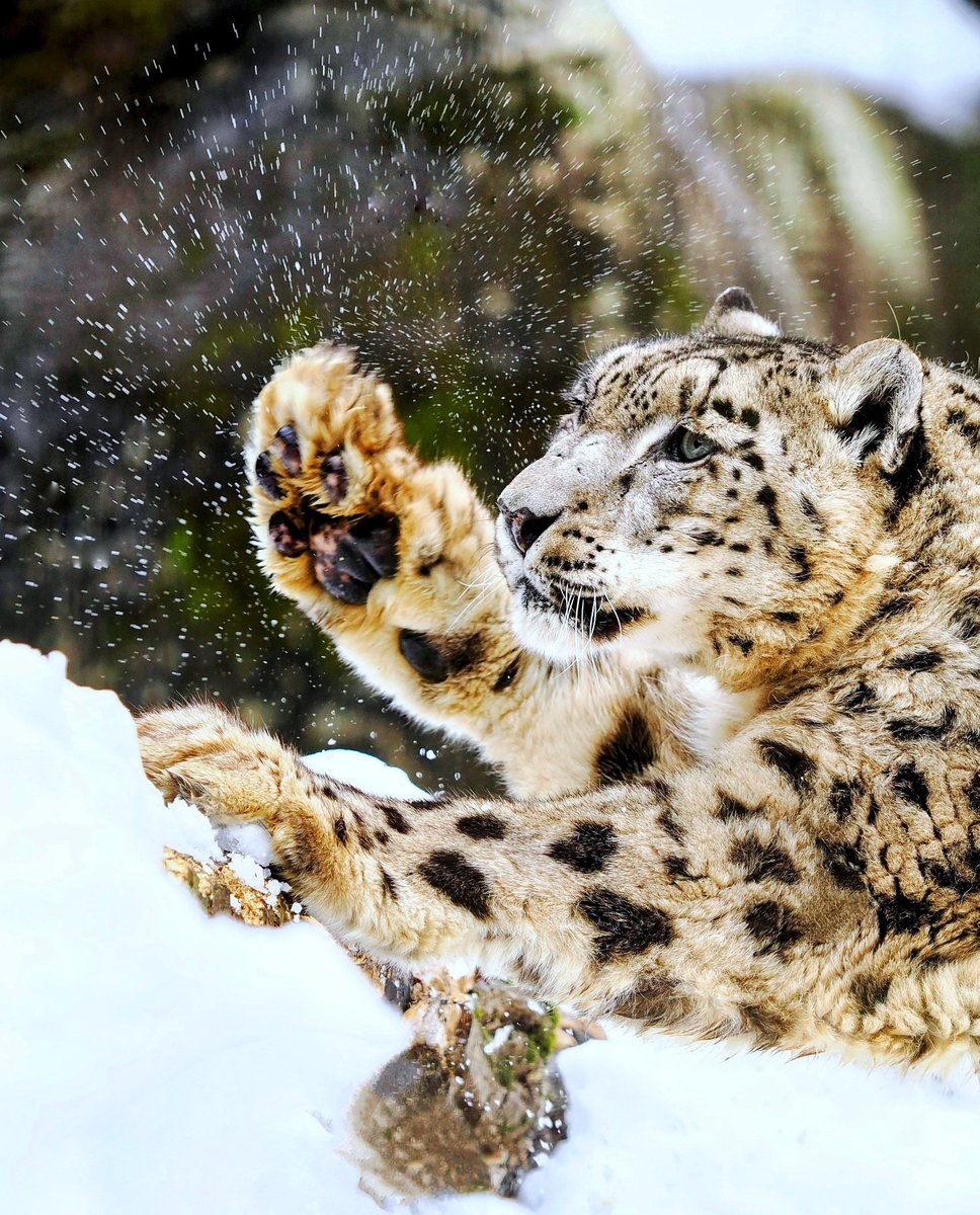 0025Muffin's tweet photo. 雪しぶき❄️

#多摩動物公園 #ユキヒョウ #ヴァルデマール https://t.co/3JGtB8X6By