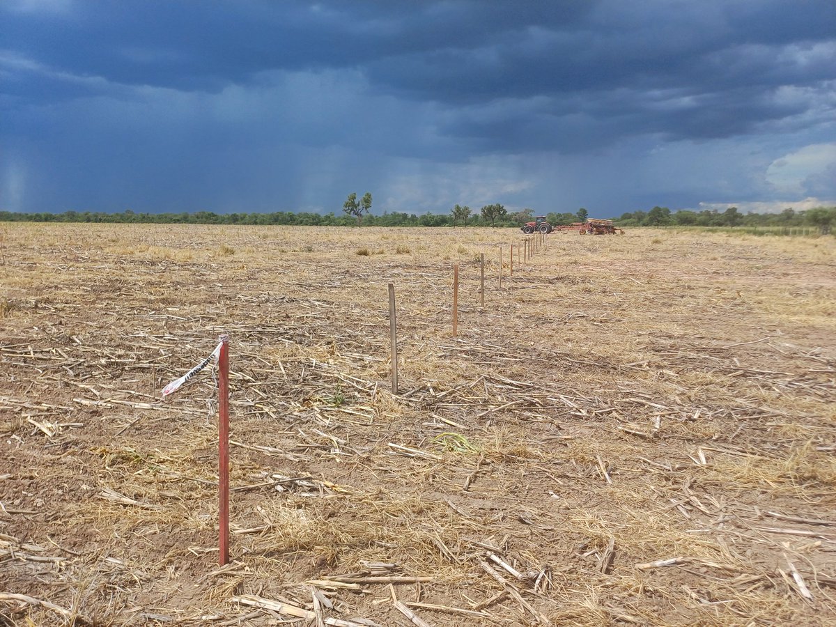 jlomitas's tweet photo. Quedo lista la siembra del ensayo de Maíz 🌽 🌽 🌽  de @AgroBayerAR @Bayer4Crops en Los Chiriguanos, Formosa.  19 híbridos se medirán bajo las condiciones del extremo oeste Formoseño.  Gran info para analizar en unos meses. El potencial de Formosa es tremendo 🌽🌽💪💪💪💪 https://t.co/1Cdxs6p0TK