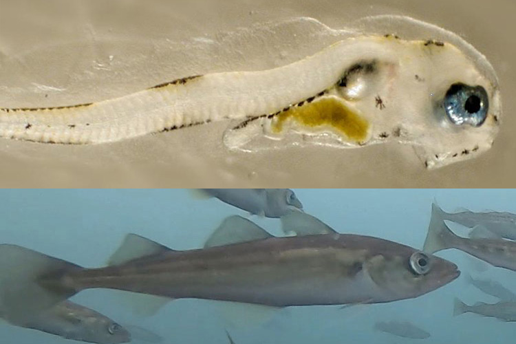 NOAAFisheriesAK's tweet photo. Scientists use thirty years of data to make stock assessments more accurate, developing a new method to address climate-driven mismatches in survey timing and when fish gather to spawn. #Pollock #MarineScience #Alaska
https://t.co/O7UfctMNlR https://t.co/mj9mkKrKgW