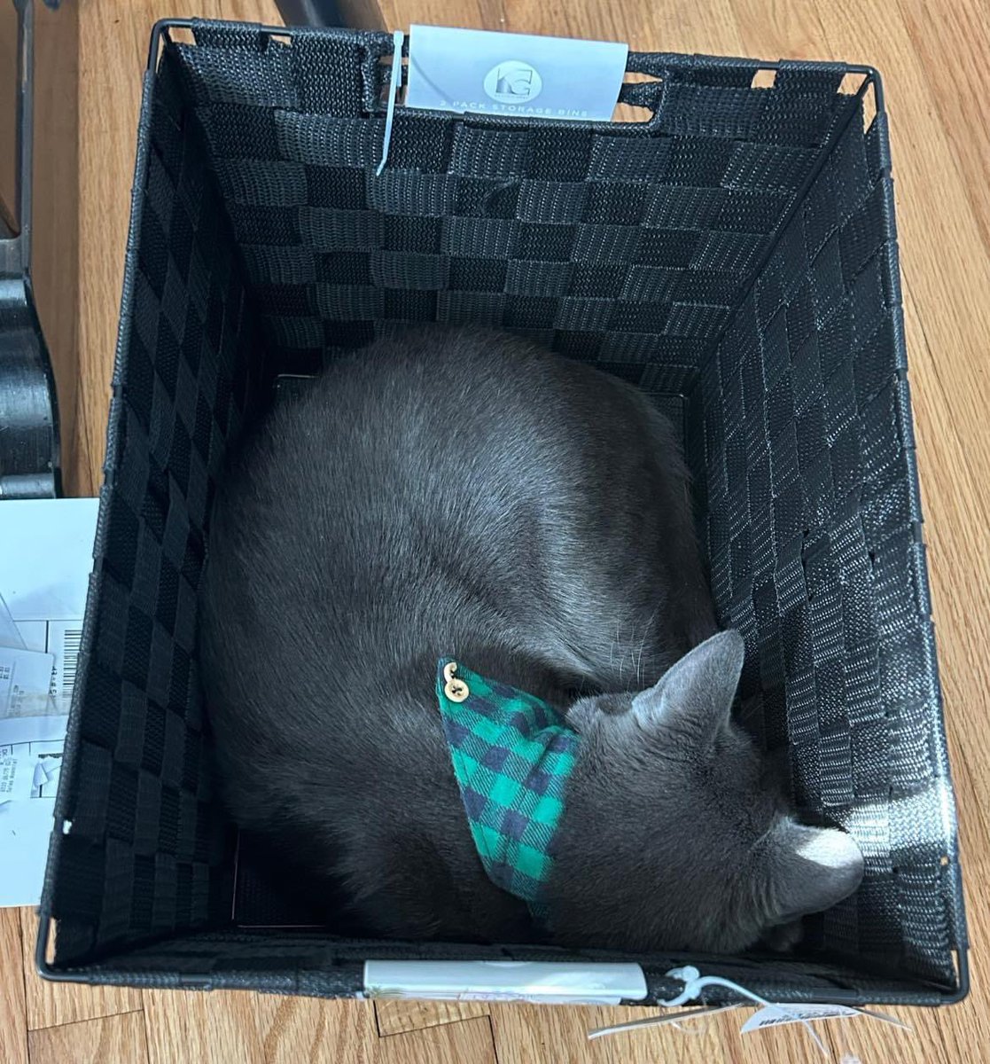 If I fits, I sits. - Squirt #CatsOfX #kitty #graycats #ififitsisits #SILLYCAT