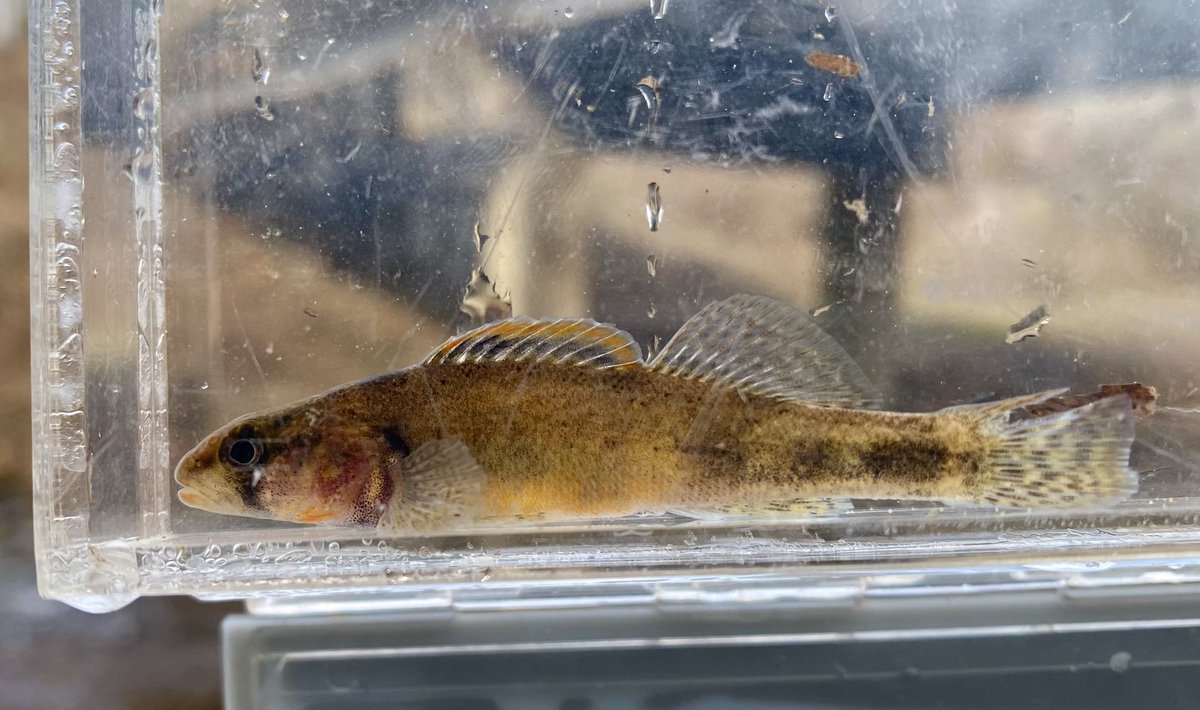 FisHecke's tweet photo. Great afternoon taking my Limnology class out to Dare Creek to sample fish and aquatic macroinvertebrates. Pictured
Is a Sunburst Darter. https://t.co/mZAGrqjulc