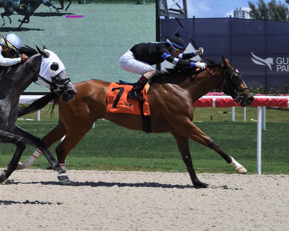 florida_horse's tweet photo. Hope in Him Tries to Add to Florida-bred Record in Gulfstream Park Turf Sprint
https://t.co/ekPMCALVVE
@GulfstreamPark @BridlewoodFarm1 @breezeeasyllc @OBSSales @bravoace @LLCazares @LeojockeyReyes #floridathoroughbreds @FLbred #FloridaBred #horseracing #HCOTW @TheBrockTalk https://t.co/f7BuUQT1mP