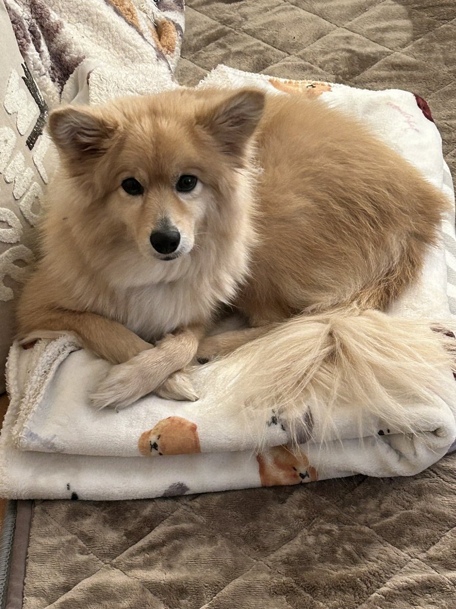 昨日仕事でちょっとモヤる事あって鬱々と帰宅したら…

全てを悟ったかのこの姿でお出迎え🐶

やっぱり私には貴女が必要だわ

めいめい😘