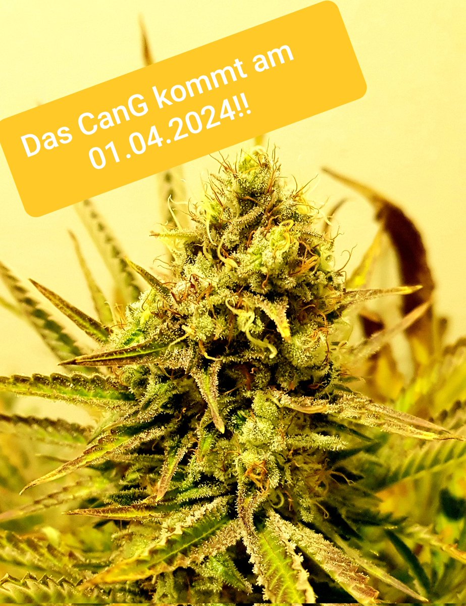 zauberatze's tweet photo. @Markus__Lanz @ZDF @MelAmann @Karl_Lauterbach Unerträgliches #Weedbashing .Wer für Prohibition ist unterstützt die Organisierte Kriminalität! https://t.co/hmiPYqD2ek